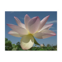 Lotus Flowers and Blue Sky Postcard