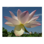 Lotus Flowers and Blue Sky Postcard