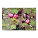 Lotus Flowers on Pond posters