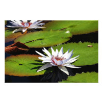 Lotus Flowers on Water Photograph