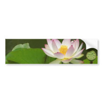 Lotus Flowers Ponds bumper stickers by lifesphere Lotus Flowers Ponds bumper stickers