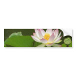 Lotus Flowers Ponds Bumper Stickers
