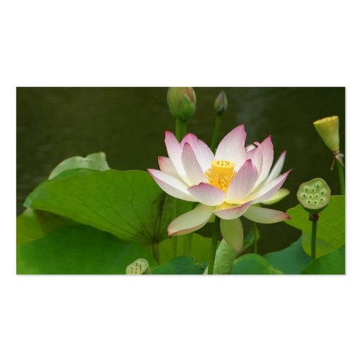 Lotus Flowers Ponds Business Card Template (back side)