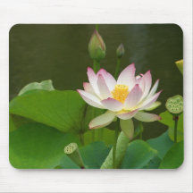 Lotus Flowers Ponds Mousepads