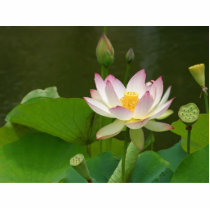 Lotus Flowers Ponds photo sculptures by lifesphere Lotus Flowers Ponds photo sculptures