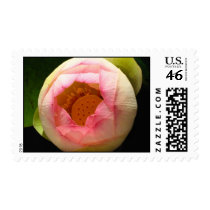 lotus flowers postage by dayedeura lotus flowers postage