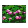 Lotus flowers - Vector art Post Cards