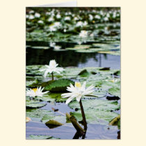 Lotus cards