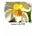 Lotus Lift Off Flower T-shirt