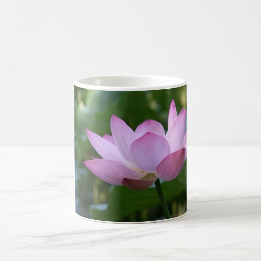 Lotus Mugs