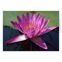 Lotus Notecard