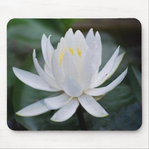 Lotus or waterlily and meaning mousepads