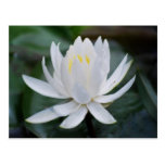 Lotus or waterlily and meaning post cards