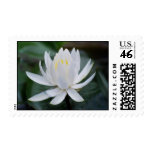 Lotus or waterlily and meaning stamps