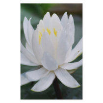 Lotus or waterlily and meaning stationery design