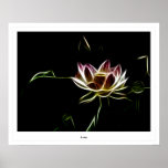 Lotus Impresiones