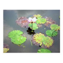 Lotus postcards