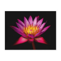 Lotus Postcard