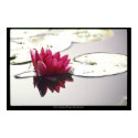 lotus posters by aqua1000 lotus posters