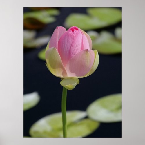 Lotus Poster print