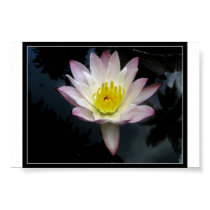 Lotus posters by alexey Lotus posters