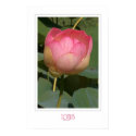 Lotus posters