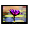 Lotus posters by 3rdfoundation Lotus posters