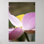 Lotus Poster