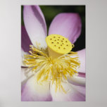 Lotus Poster