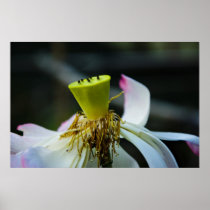 Lotus Print