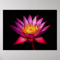 Lotus Poster