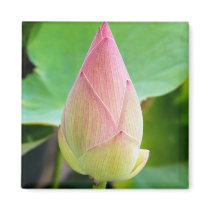 Lotus Solitude magnets