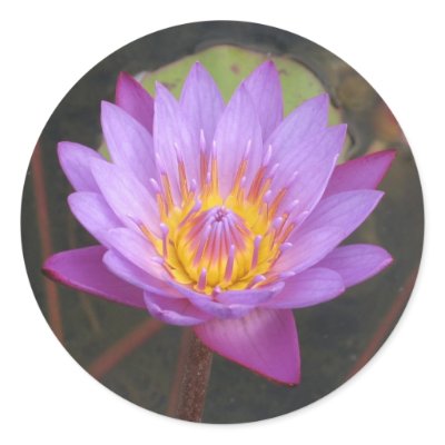Lotus Stickers by threesidedorchid