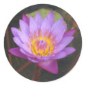 Lotus Stickers