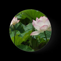 Lotuses buttons