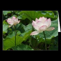 Lotuses cards