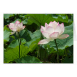 Lotuses Cards