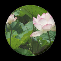 Lotuses magnets