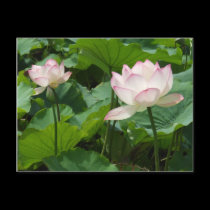 Lotuses postcards