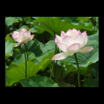 Lotuses posters
