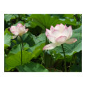 Lotuses posters
