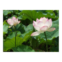 Lotuses posters
