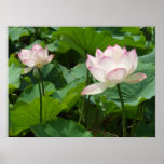 Lotuses Print