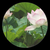 Lotuses stickers