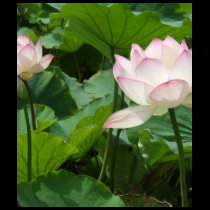 Lotuses t-shirts