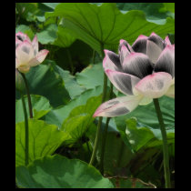 Lotuses t-shirts