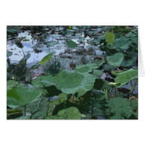 lotusfield cards