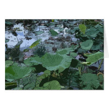 lotusfield greeting card