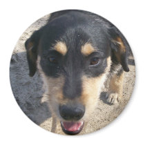 Louie the Terrier Magnet by sunsett76 Louie the Terrier Magnet