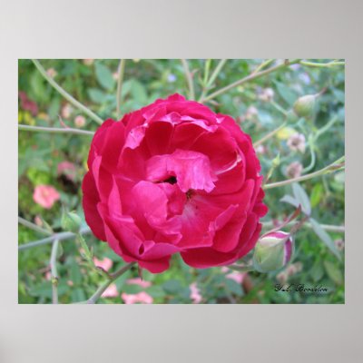  Fashioned Rose Poster on Photograph Of A Fragrant Old Fashioned Rose Called Louis Phillipe